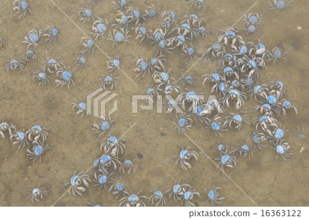 Minami Commercial Crab of Iriomote Island 16363122