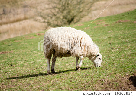 UK suburbs sheep to eat grass UK suburbs sheep to eat grass 16363934