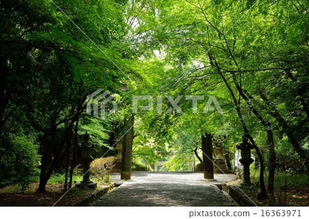 Ogahara Shrine的新鮮綠色 16363971