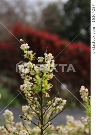 Bush blueberry (flower) of Tsukuba experimental botanical garden in May Bush blueberry (flower) of Tsukuba experimental botanical garden in May 16364287