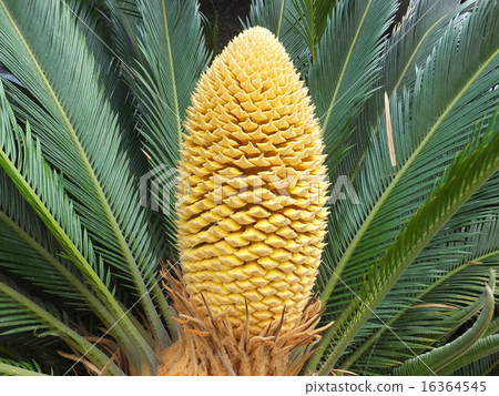 Strange male flowers 16364545