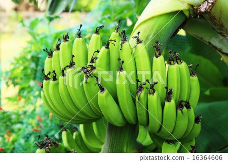 Up the island banana 16364606