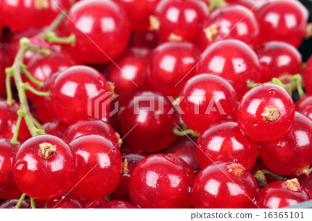 Red currant Red currant 16365101