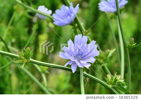 Herb flowers 16365329