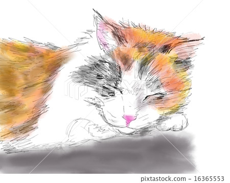 貓的插圖 貓的插圖 16365553