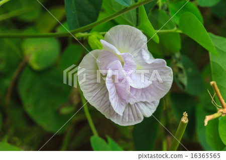 butterfly pea flower butterfly pea flower 16365565