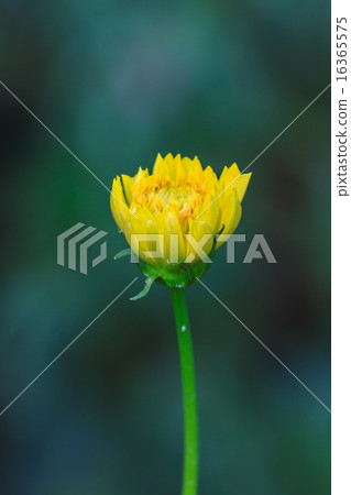 Marigold  flowers field 16365575