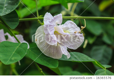 butterfly pea flower butterfly pea flower 16365576