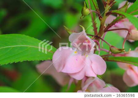 Impatiens glandulifera plant 16365598