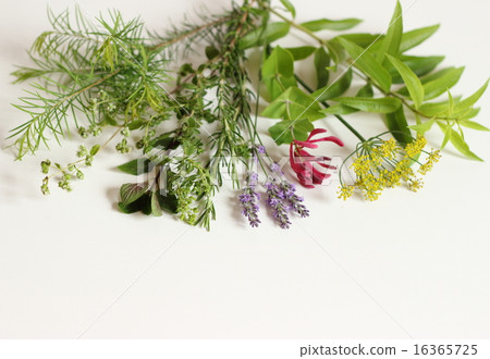 芬芳的花束 芬芳的花束 16365725