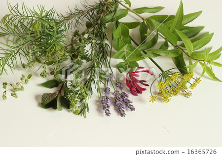 芬芳的花束 芬芳的花束 16365726