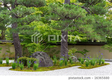 廬山寺 - 桔梗 16365880
