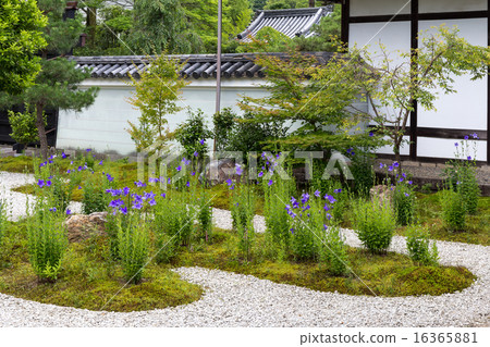 Lushan temple - bellflower 16365881