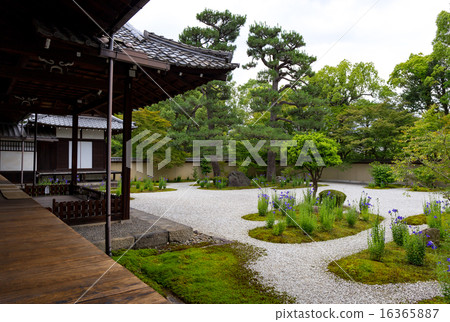 Lushan temple - bellflower 16365887