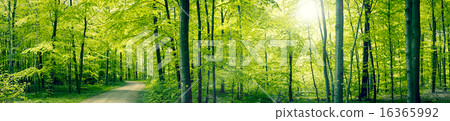 Green forest panorama landscape 16365992