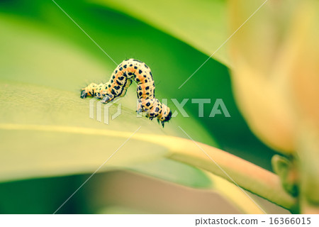 Ccaterpillar in the garden Ccaterpillar in the garden 16366015