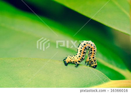 Erannis defoliaria caterpillar crawling Erannis defoliaria caterpillar crawling 16366016
