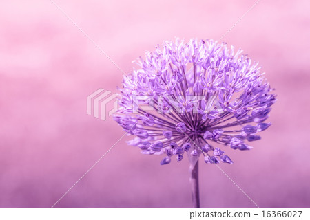 Allium Giganteum in violet colors 16366027