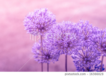 Allium Giganteum in pink colors 16366028