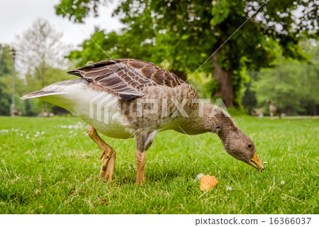 Goose searching for food Goose searching for food 16366037
