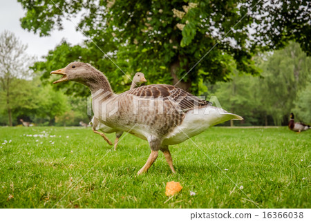 Wild geese in a park 16366038
