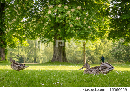 Ducks relaxing in a park 16366039