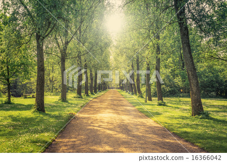 Alley in a green park 16366042