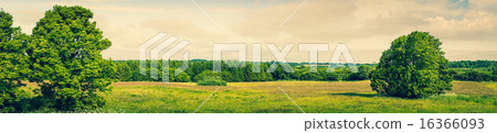 Green trees in panorama scenery 16366093