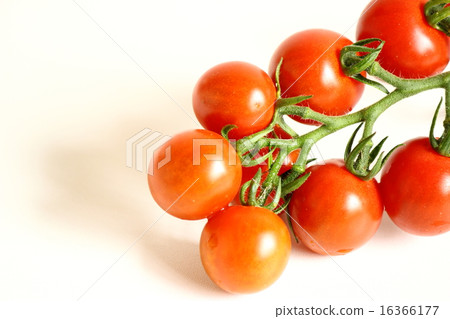 Petit tomatoes  16366177