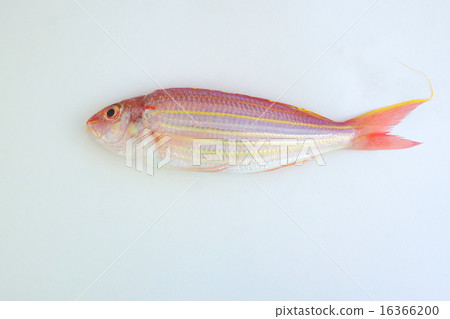 Threadfin bream Threadfin bream 16366200