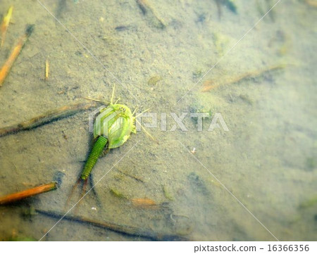 Unusual Green Kabuto Shrimp 16366356