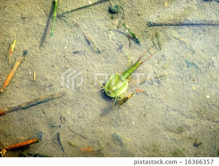 不尋常的綠色Kabuto蝦 不尋常的綠色Kabuto蝦 16366357