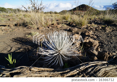Silver Sword (Silver Grass) 16366712