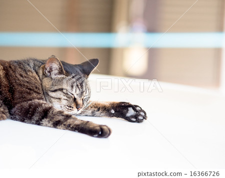 Cat in a nap 16366726
