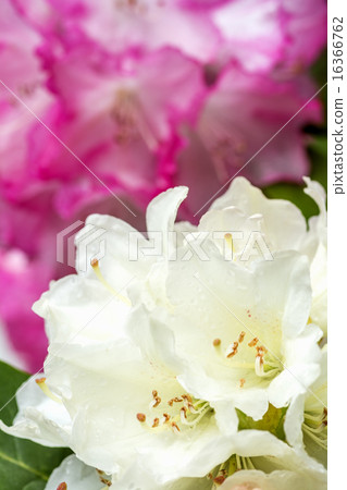 Up-flower of light yellow and pink rhododendrons Up-flower of light yellow and pink rhododendrons 16366762