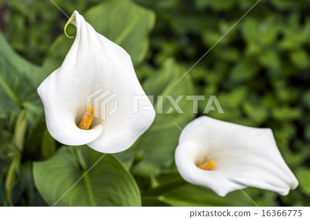一個巨型巨人的花以綠色 一個巨型巨人的花以綠色 16366775