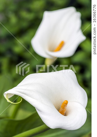 一個巨型巨人的花以綠色 一個巨型巨人的花以綠色 16366776