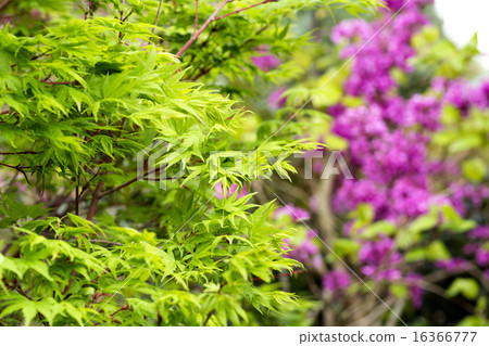 槭樹新綠色與紅色紫色花後面的 槭樹新綠色與紅色紫色花後面的 16366777