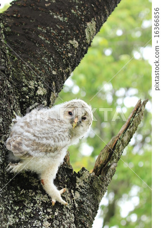 An owl that seems to fall ♪ 16366856