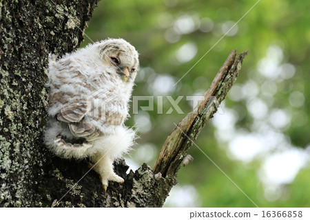 Sleepy owl little kid ♪ 16366858