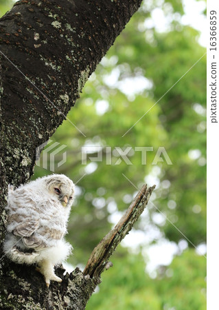 Sleepy owl little kid ♪ 16366859