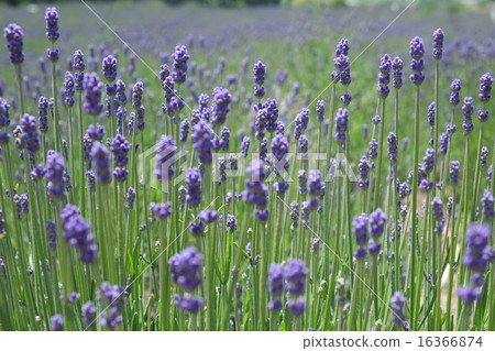 Lavender Garden 1 16366874