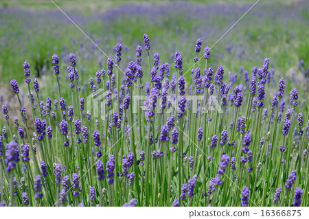Lavender Garden 2 16366875
