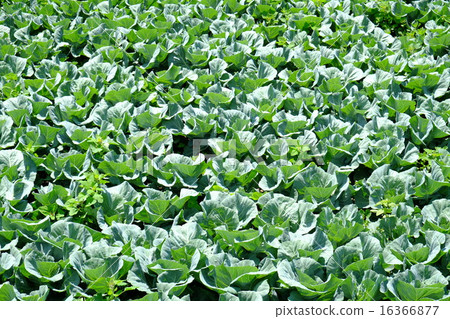 Cabbage field (up) Cabbage field (up) 16366877