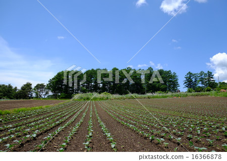 Capetz field 16366878