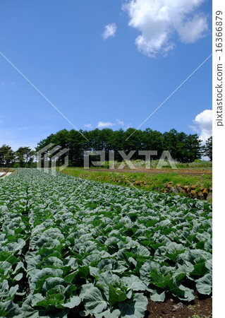 Capetz場(垂直) Capetz場(垂直) 16366879