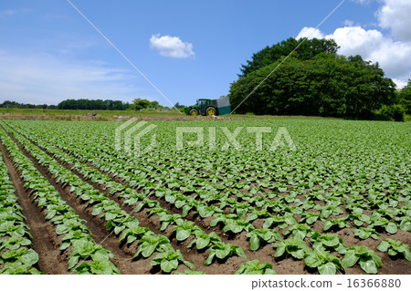 田地和拖拉機 16366880