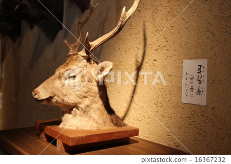 守谷歷史博物館耳朵淚 守谷歷史博物館耳朵淚 16367232