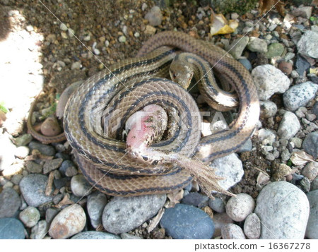 Prey of snake snake 16367278