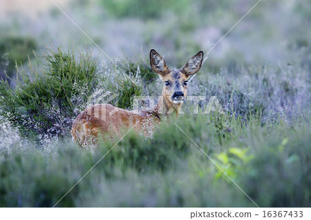 Roe deer (Capreolus capreolus) Roe deer (Capreolus capreolus) 16367433